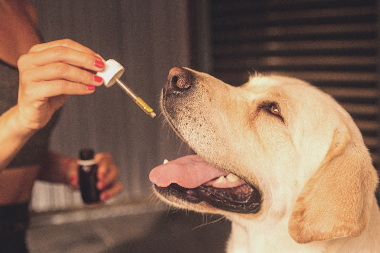 CBD per Animali Domestici: Benefici e Vantaggi dell'Olio CBD PET