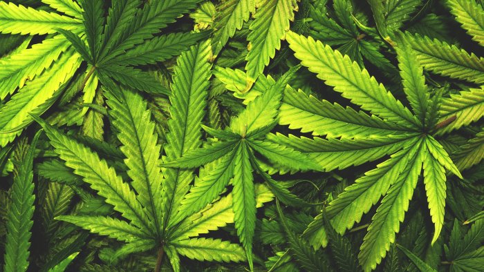 L'Impatto Ambientale della coltivazione di Cannabis Light
