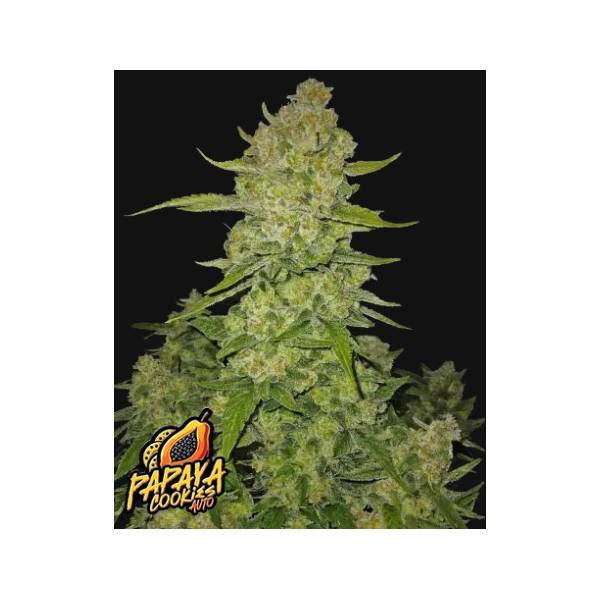 PAPAYA COOKIES