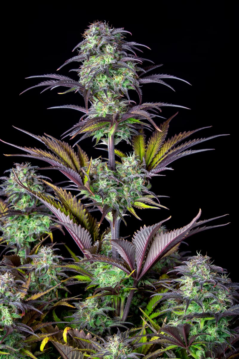 ORIGINAL BLUEBERRY