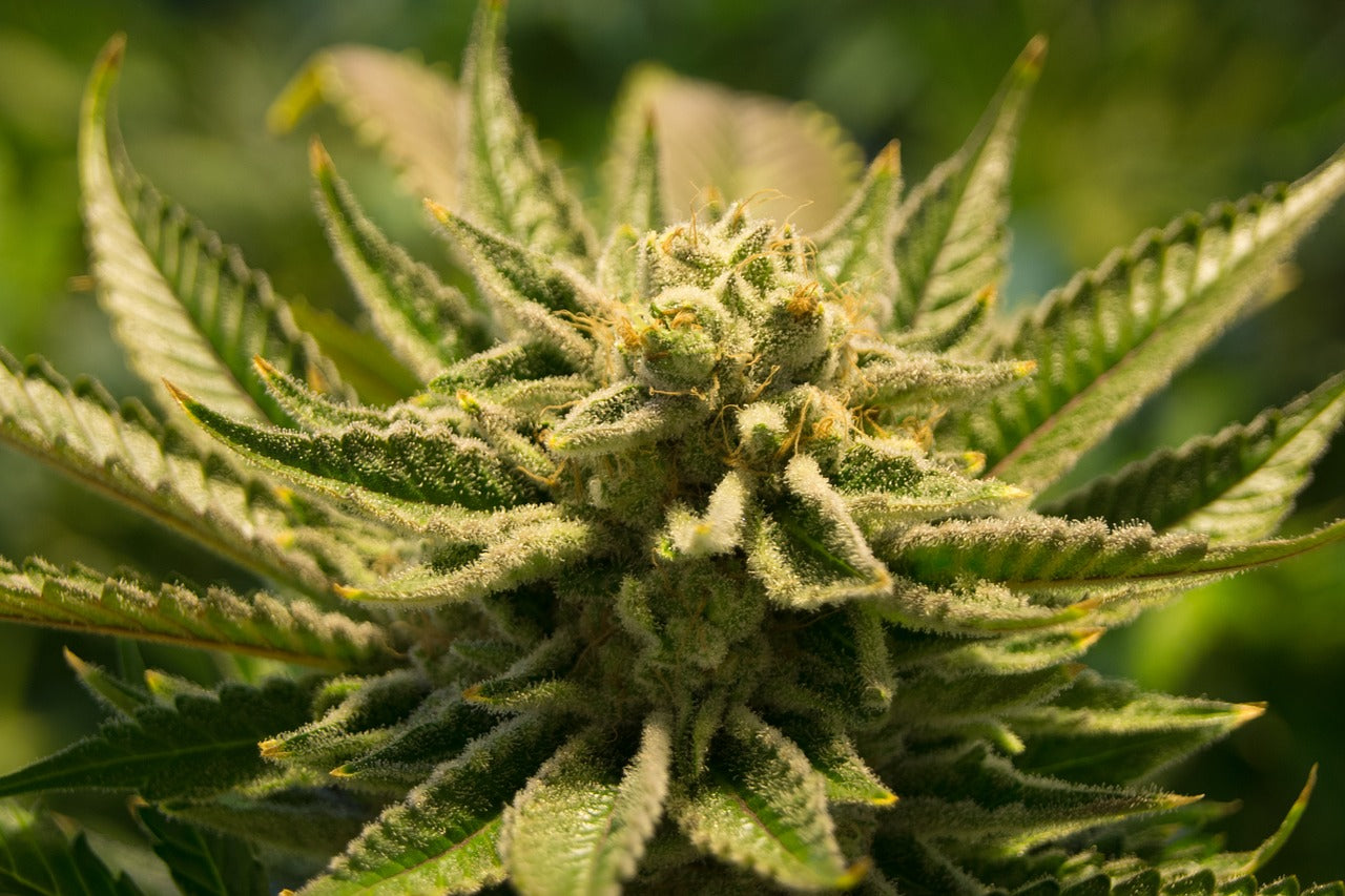 Cannabis Light: vediamo i luoghi del mondo dov'è legale