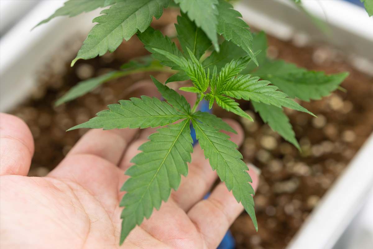 La Storia della Cannabis Light: ecco com'è nato e perché il CBD