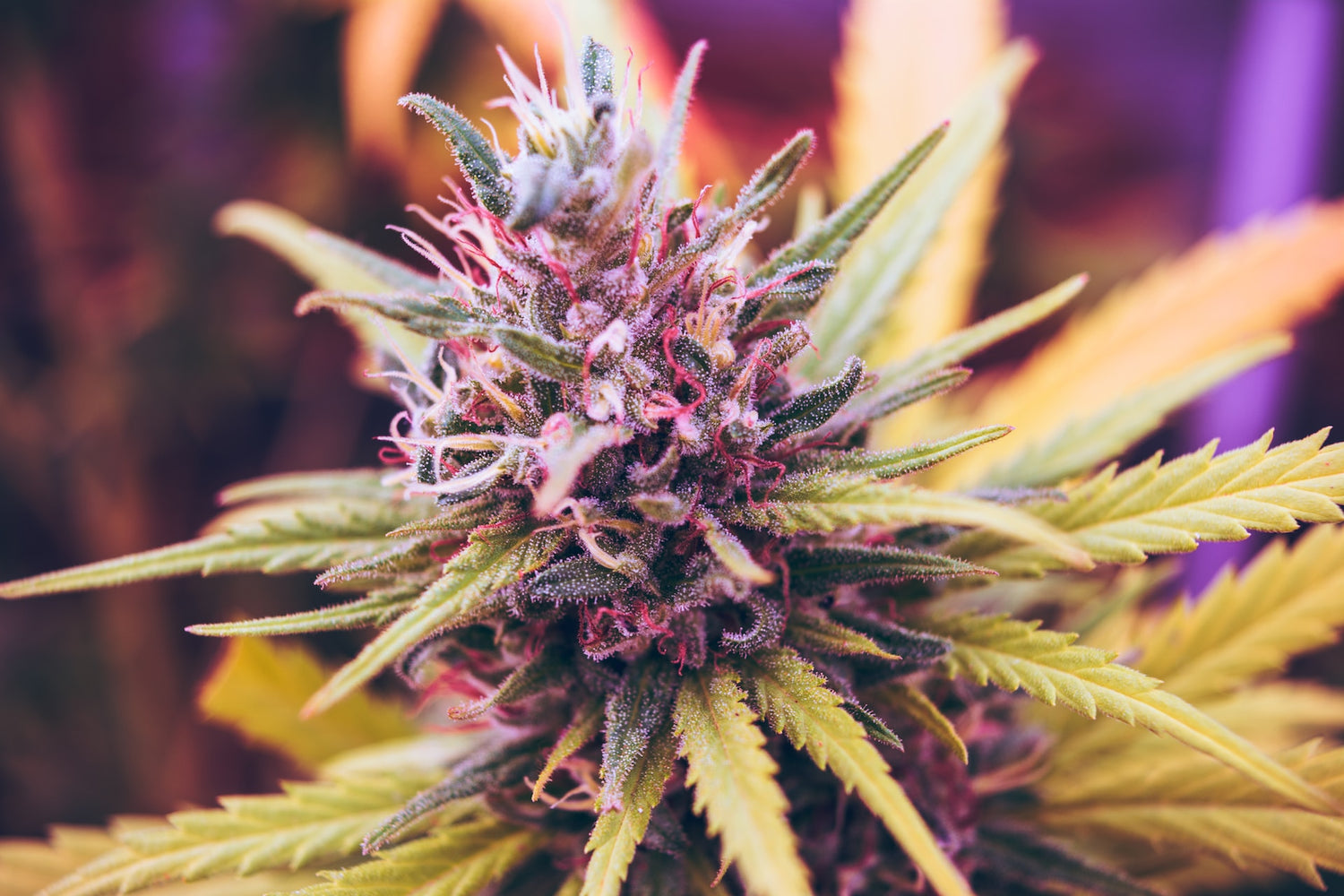 Cannabis Light: benefici e utilizzi nella vita di tutti i giorni