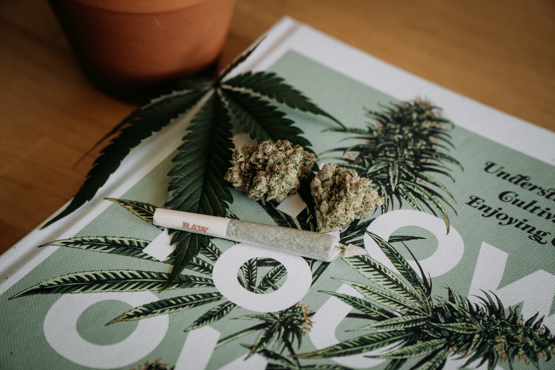 Guida all'Acquisto di Cannabis Light per Principianti: ecco da dove partire