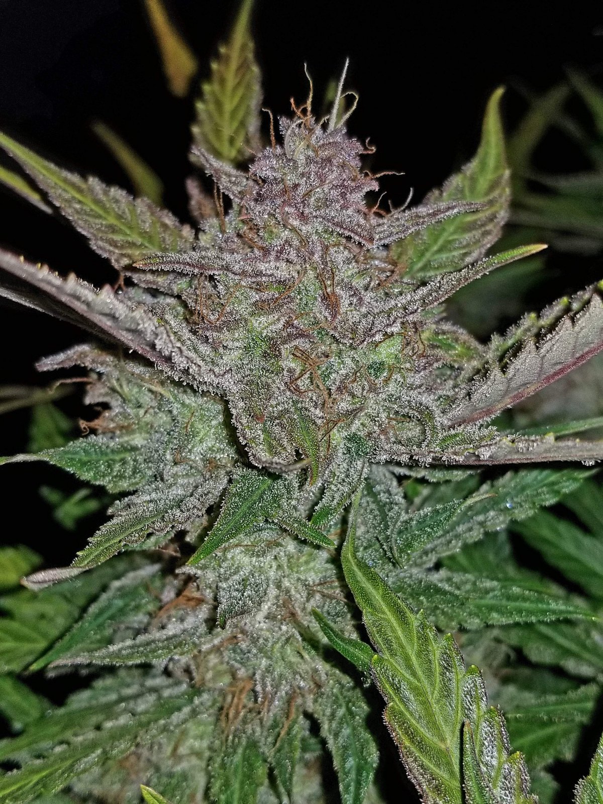 CREAM COOKIES AUTO