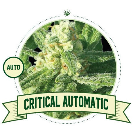 CRITICAL AUTOMATIC