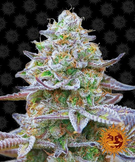 GORILLA ZKITTLEZ - AUTO