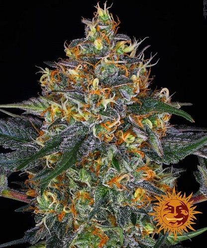 MOBY DICK - AUTO