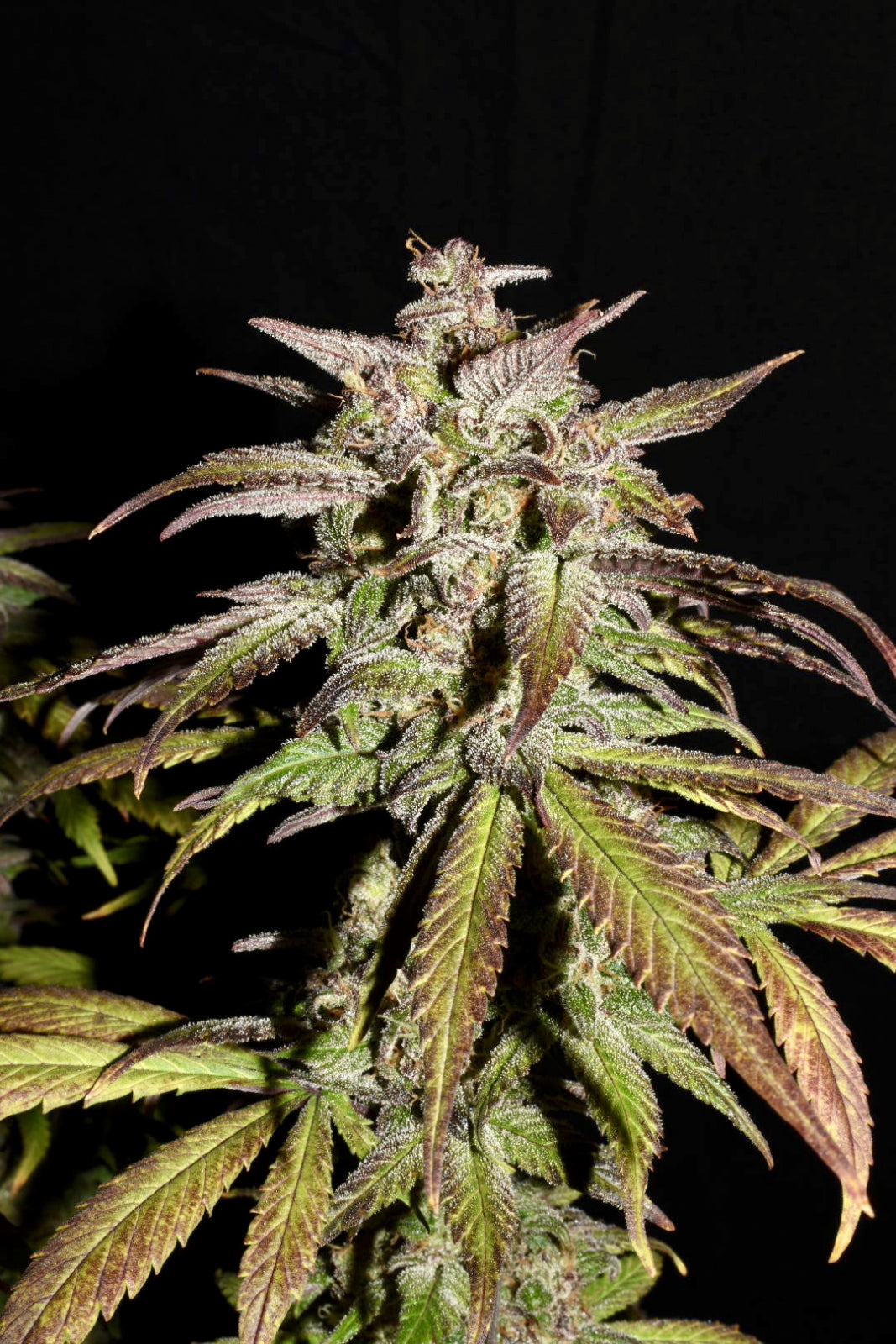 SMOOTHIE AUTO