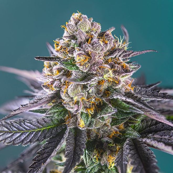 RED STRAWBERRY BANANA AUTO