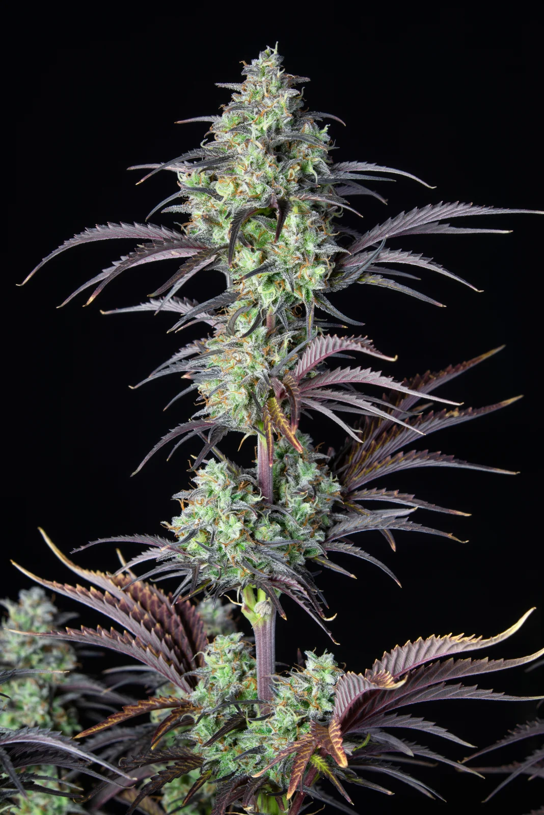 MIMOSA CAKE AUTO
