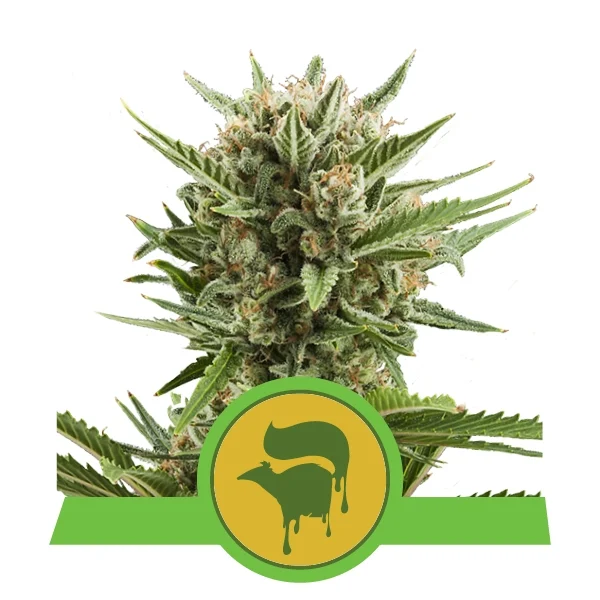 SWEET SKUNK AUTOMATIC