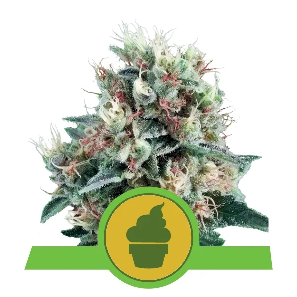 ROYAL CREAMATIC AUTOMATIC