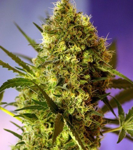 BIG DEVIL #2 AUTO