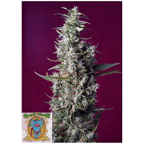 SWEET CHERRY PIE