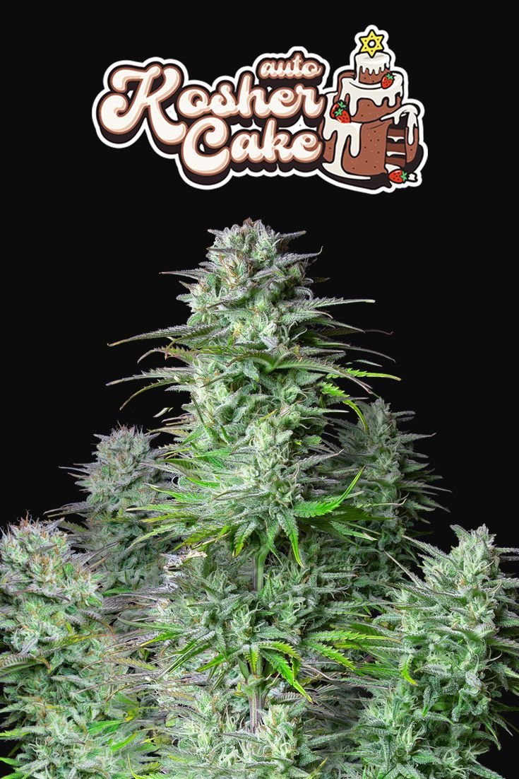 KOSHER CAKE AUTO