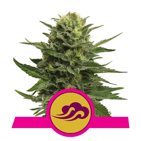 BLUE MYSTIC