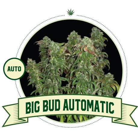 BIG BUD AUTOMATIC