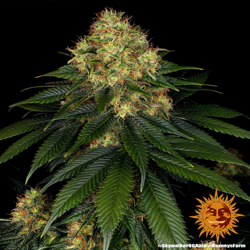 SKYWALKER OG - AUTO