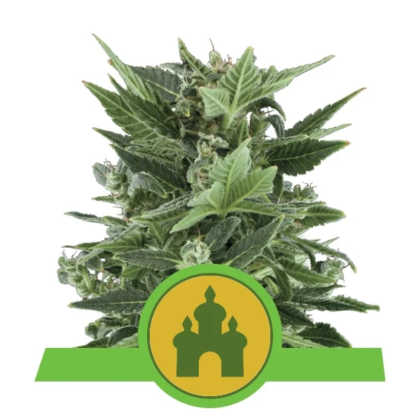 ROYAL KUSH AUTOMATIC
