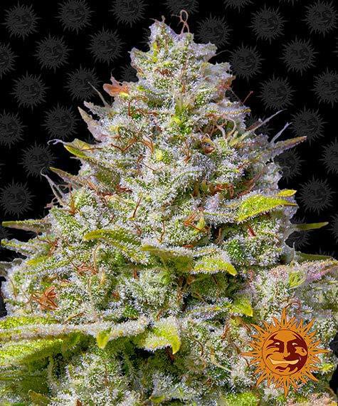 BLUE GELATO 41 FEMM