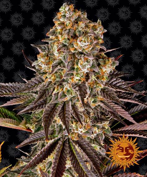 GELATO 45 FEMM