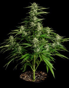 MEDUSA F1