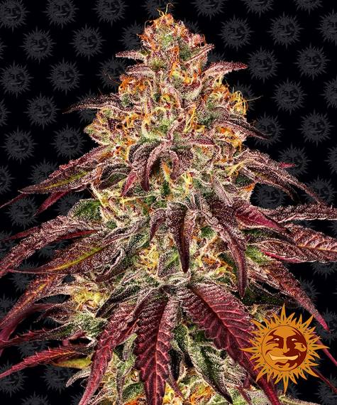 MIMOSA X ORANGE PUNCH AUTO