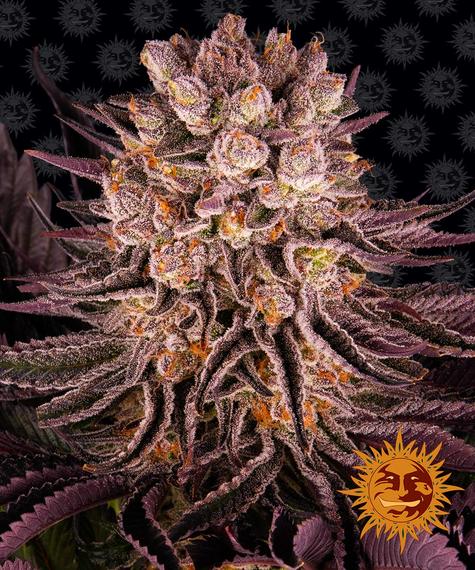 MIMOSA X ORANGE PUNCH FEMM