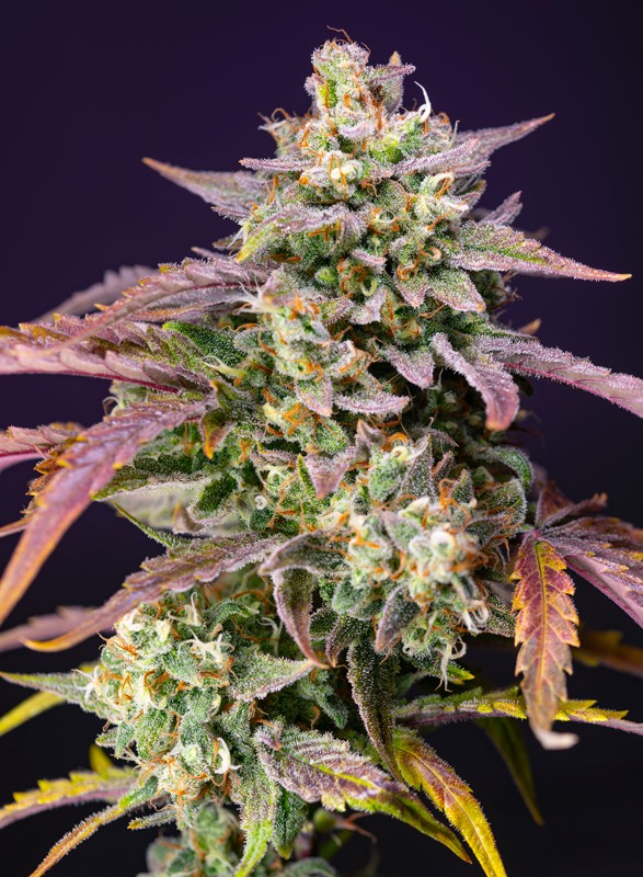 PURPLE PUNCH OG XL AUTO