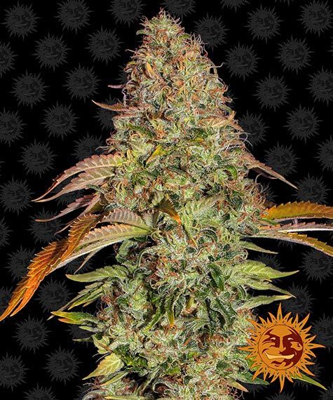 ZKITTLEZ OG